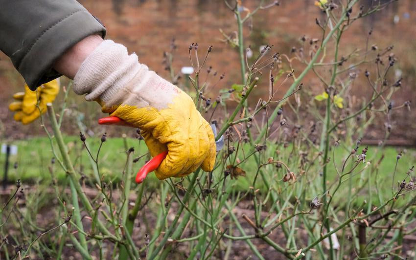 A Guide To Pruning