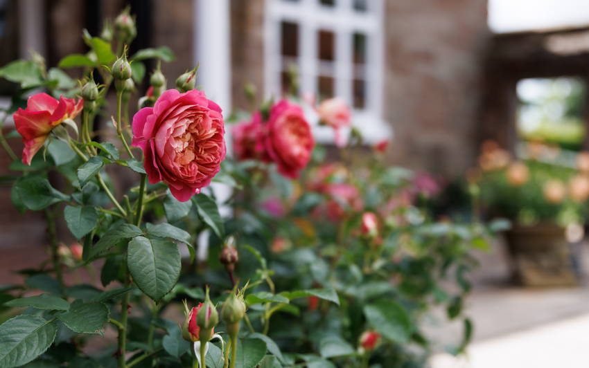 David Austin® Roses raises £10,000 for the National Garden Scheme