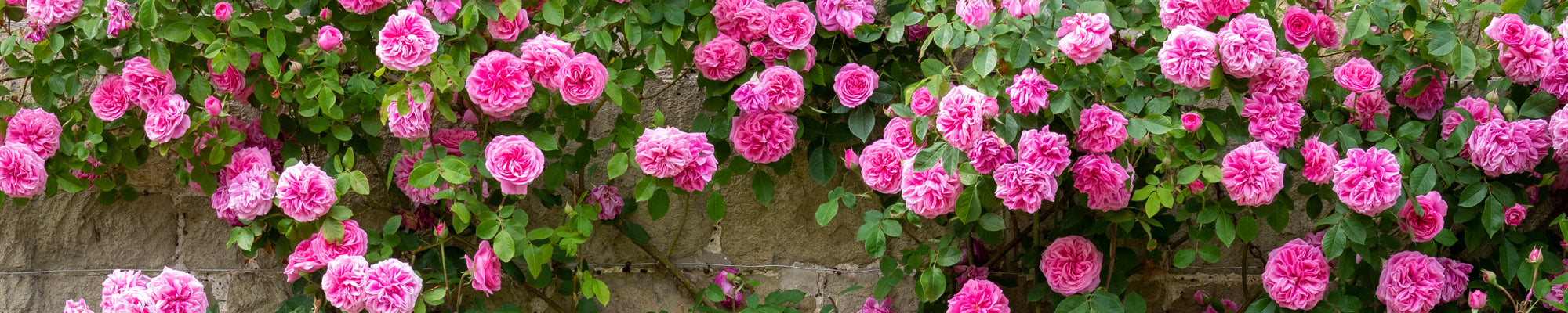 Tumbling Roses Climbing & Rambling Roses Ideal For