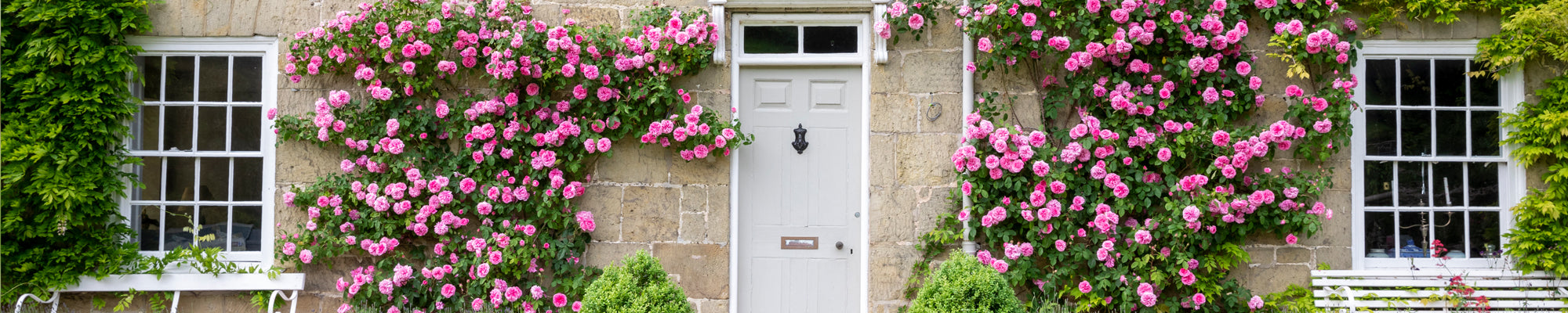 Rose for growing over buildings or into trees