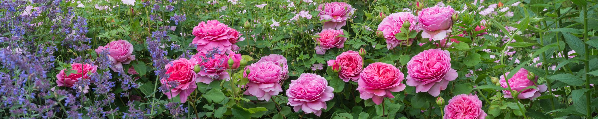 Repeat-Flowering English Roses - David Austin roses