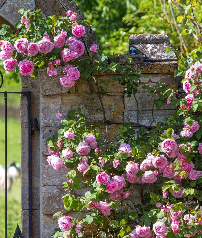Constance_Spry pink rose bred by David Austin