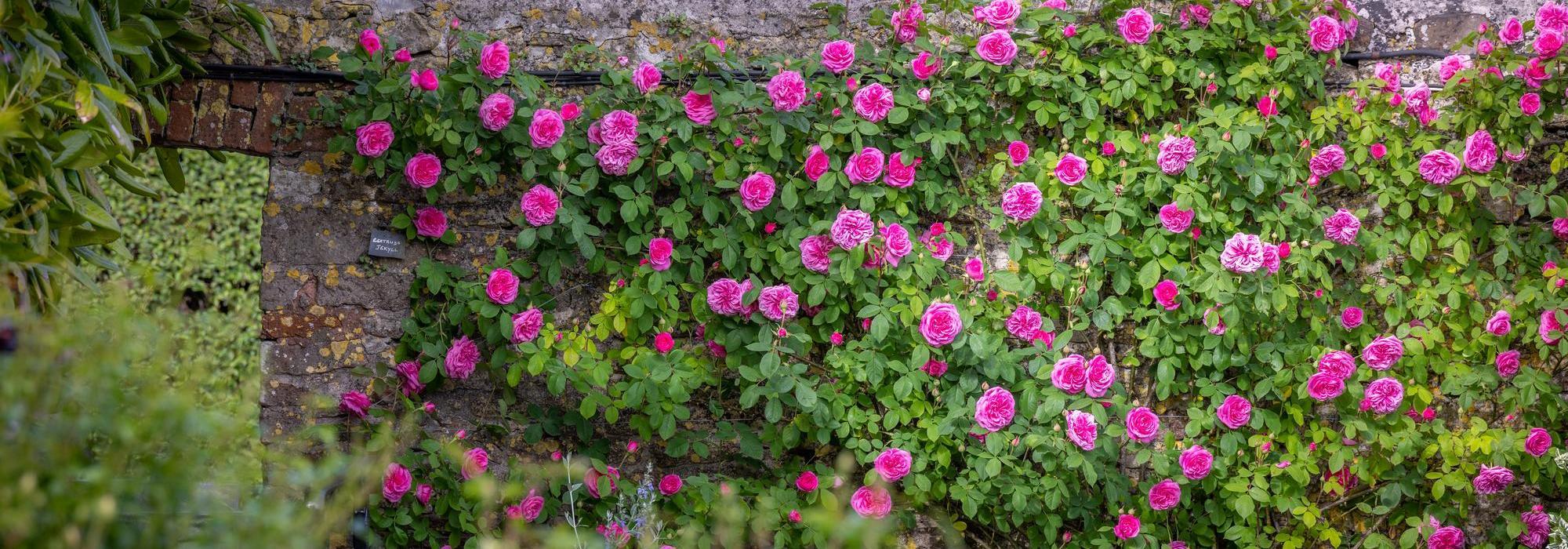 Gertrude Jekyll pink rose bred by David Austin climbing along a wall.