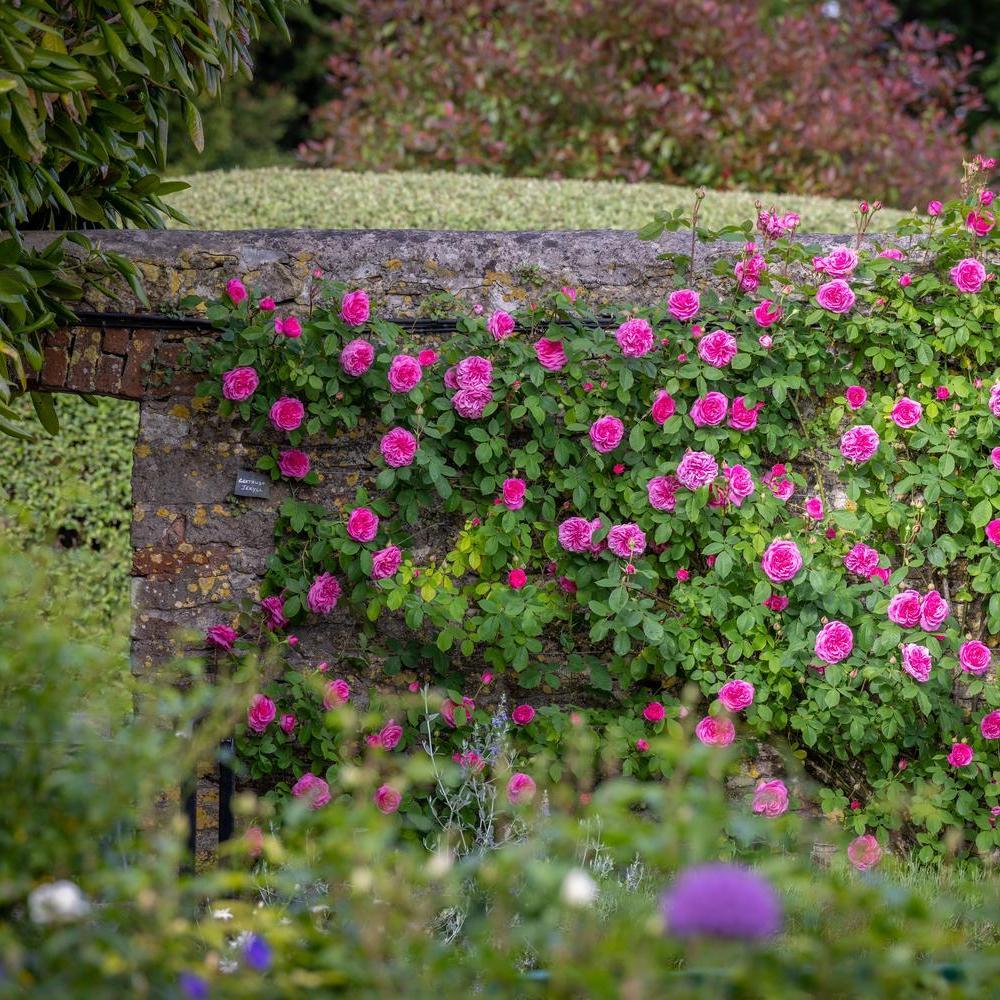 Gertrude Jekyll pink rose bred by David Austin climbing along a wall.