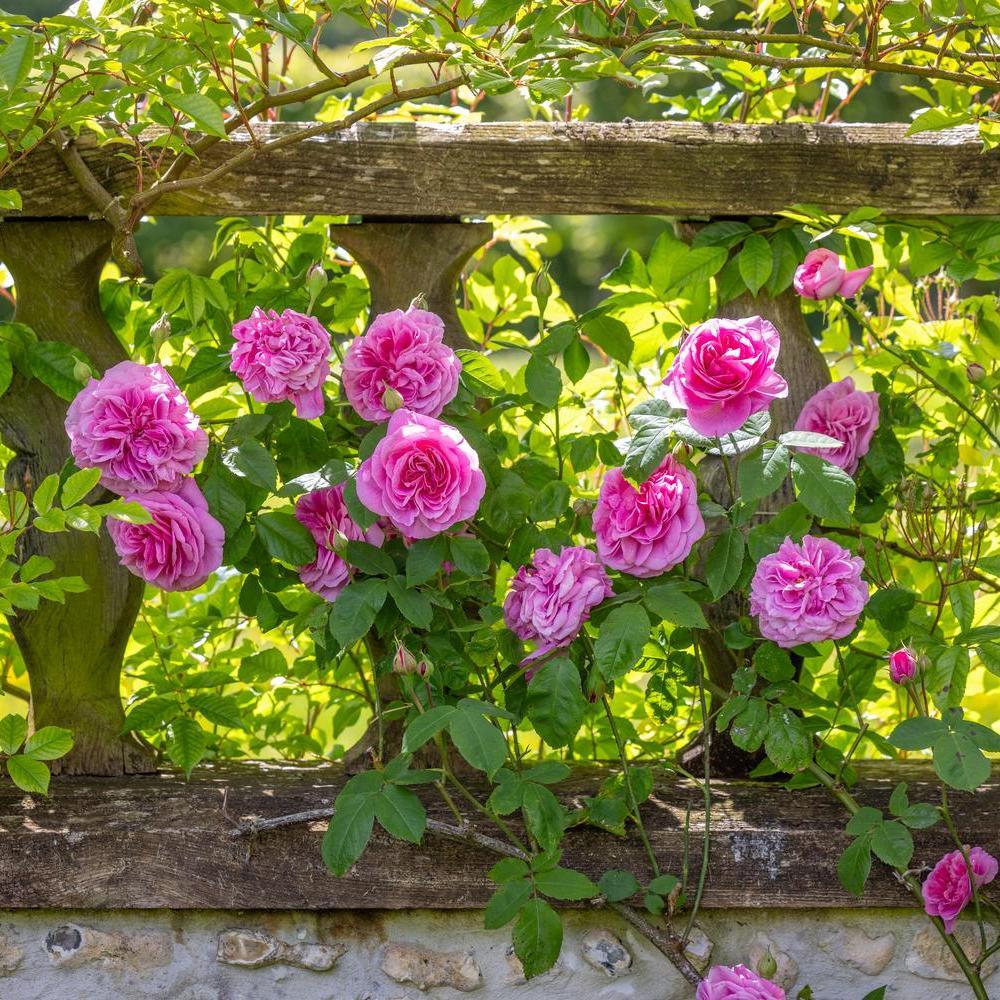 Gertrude Jekyll pink rose bred by David Austin