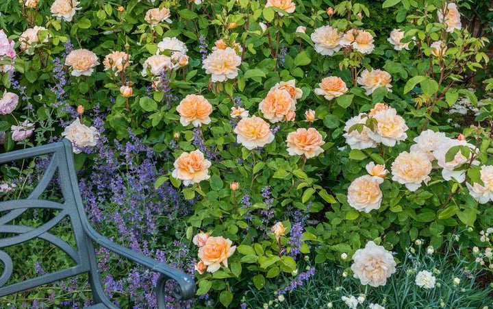 Finding the Right Rose: Choosing the Size of Your Rose | David Austin