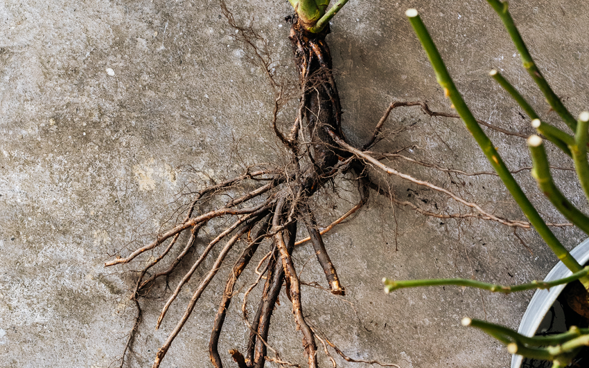 A close-up of a bare root rose's roots and bud union against a textured grey concrete surface, with green stems visible on the right side.