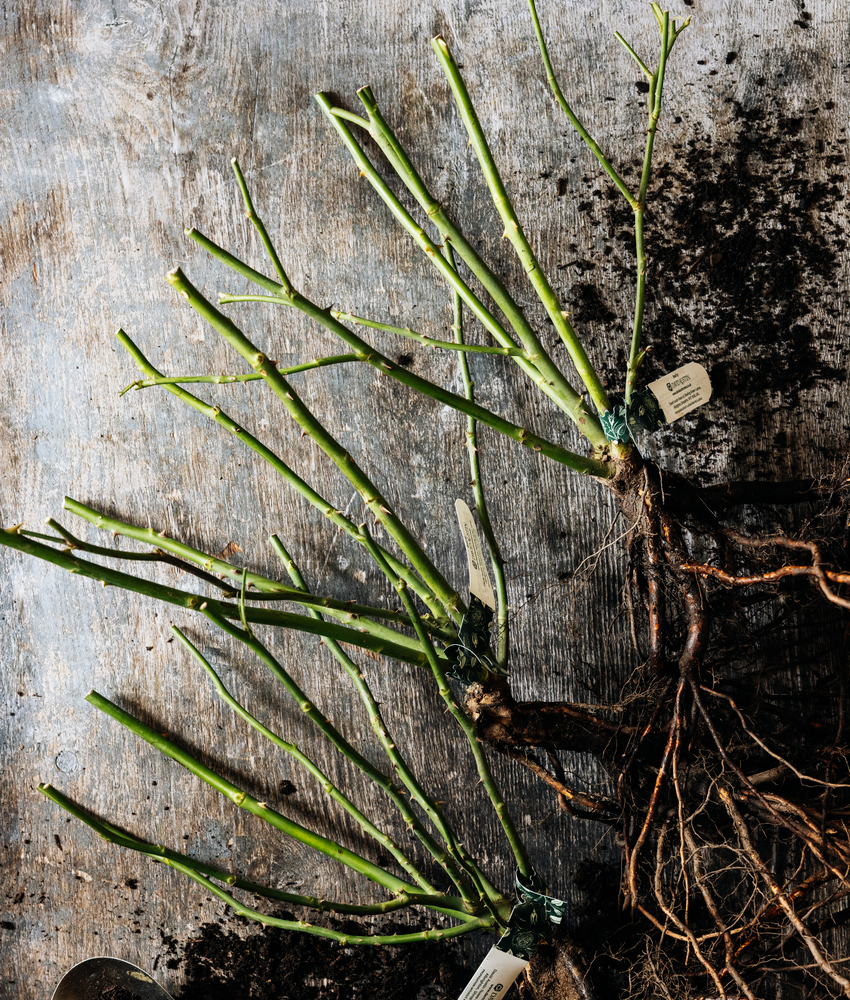 Bare root roses with brown roots, green stems and white name labels, photographed on a weathered grey wood surface.