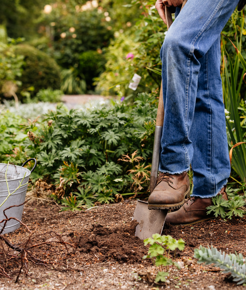 A person wearing blue jeans and brown work boots stands in a garden using a shovel to dig soil next to a galvanized metal bucket containing bare root roses