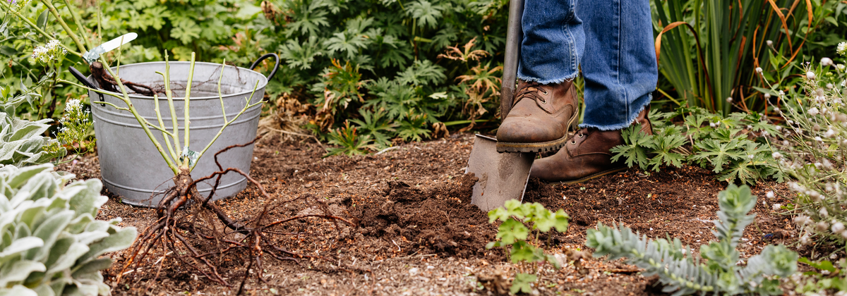 A person wearing blue jeans and brown work boots is using a shovel to dig soil in a garden bed, with a metal bucket containing bare root roses.