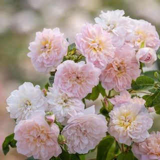 Training Rambler Roses A Guide to Training and Tying in Roses