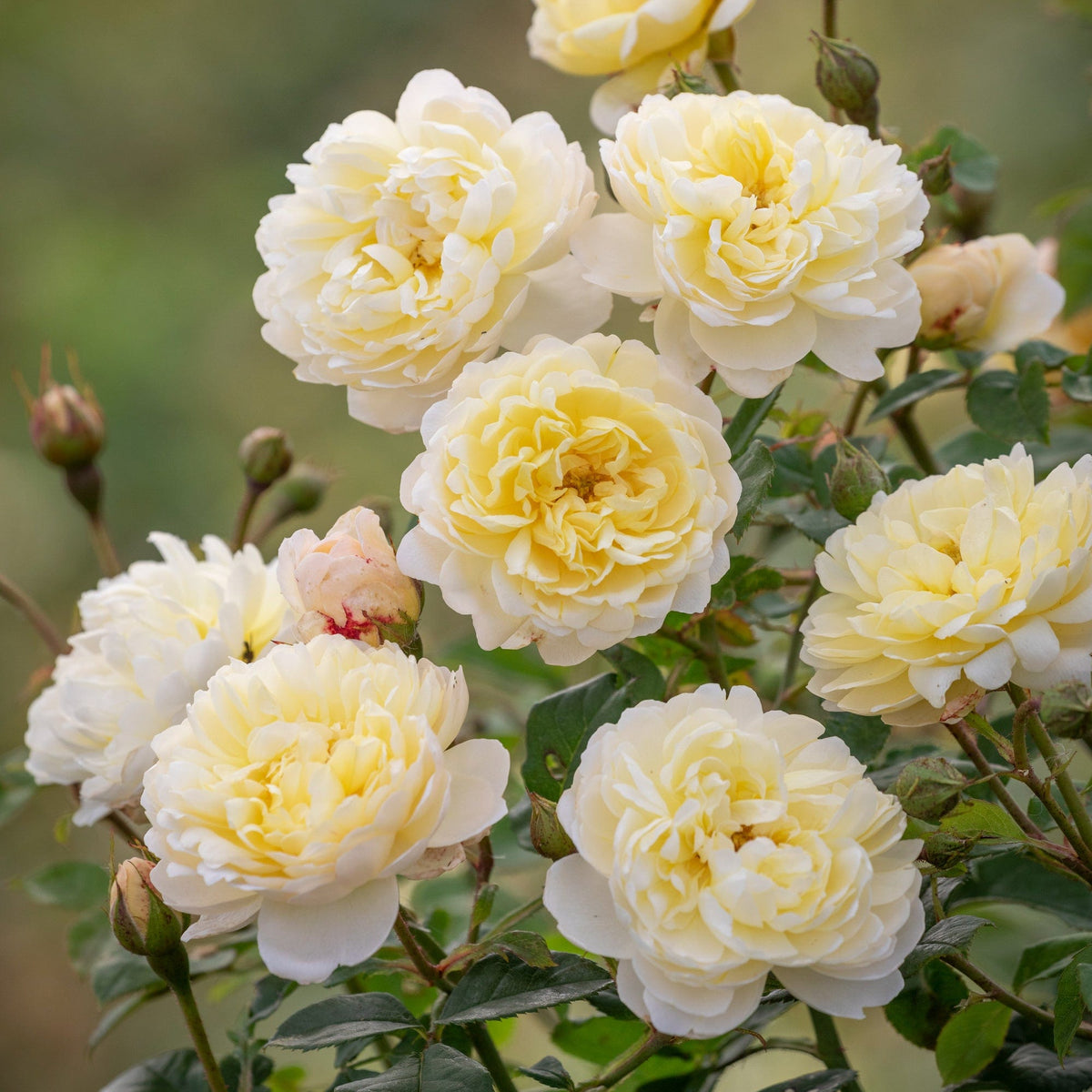 Nye Bevan | English Shrub Rose | David Austin Roses