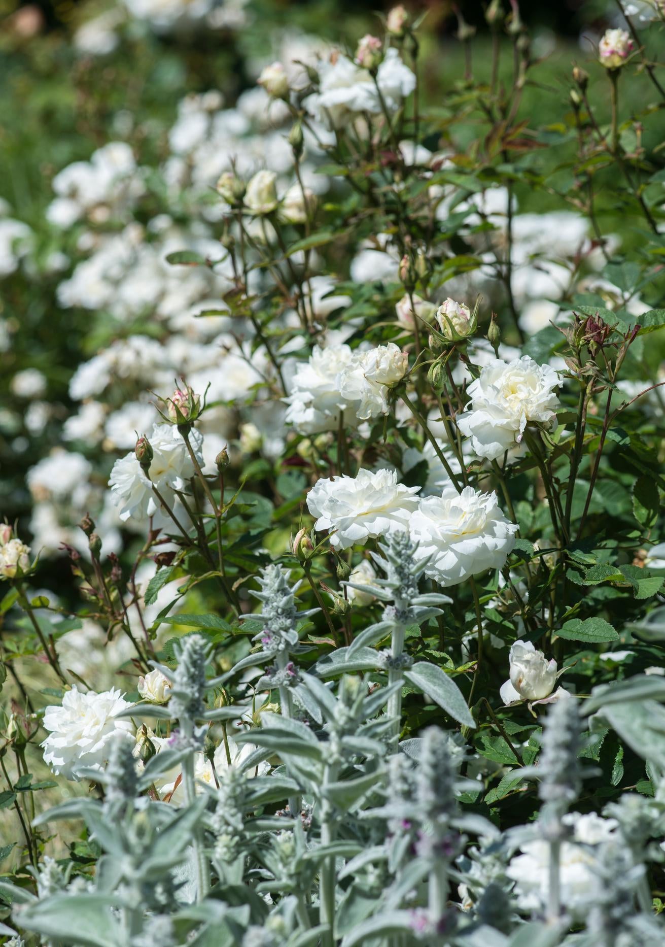 Susan William's Ellis white rose bred by David Austin