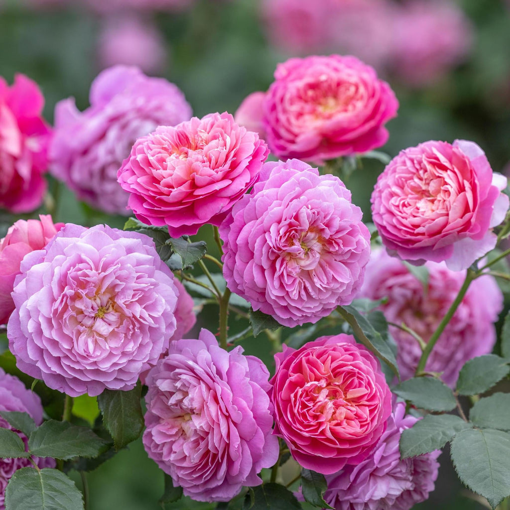 English Roses - David Austin Roses