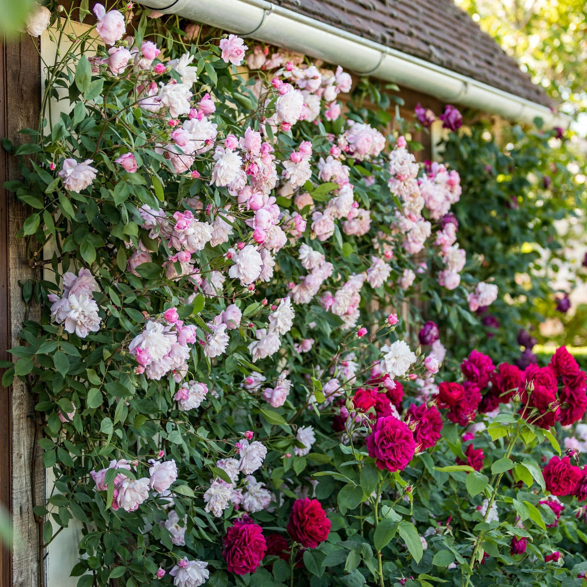 Mary Delany (Ausorts) | English Climbing Rose | David Austin Roses