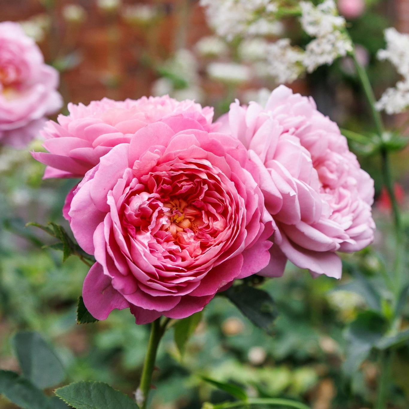 Elizabeth | English Shrub Rose | David Austin Roses