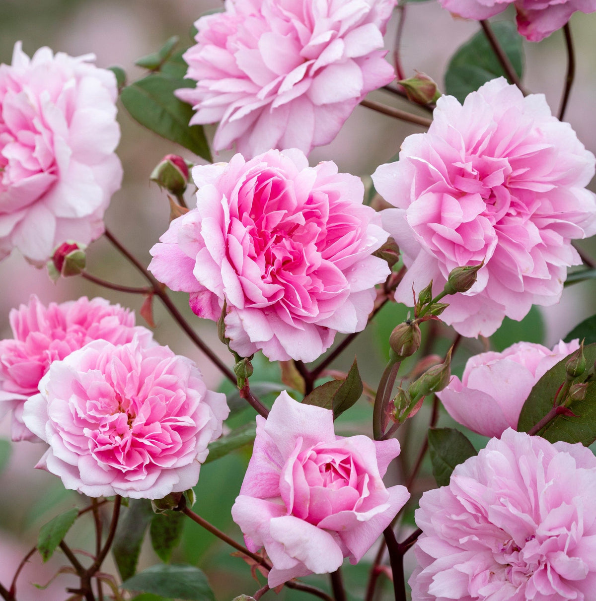 Climbing Roses - David Austin Roses
