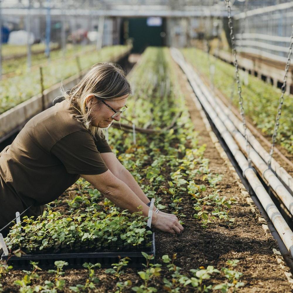 Image of a woman planting seedlings in a greenhouse  at David Austin roses