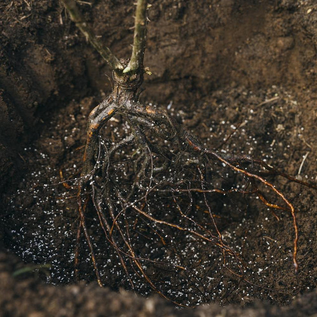 Simplicity Planting A Return to Simplicity: Planting Bare Root Roses | David Austin