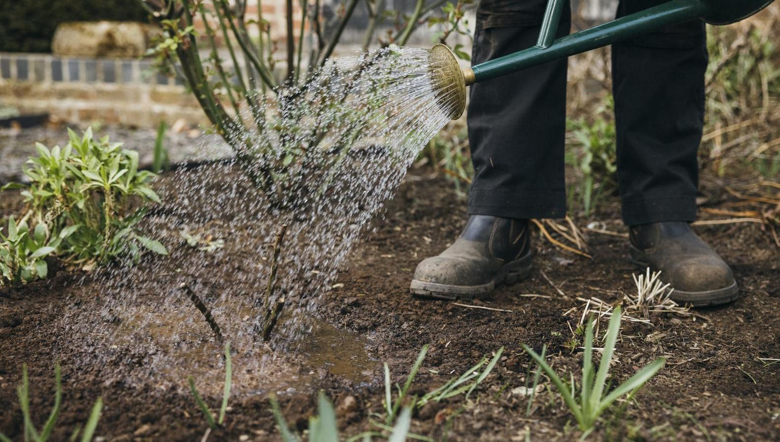 Person watering a bare root rose in the ground
