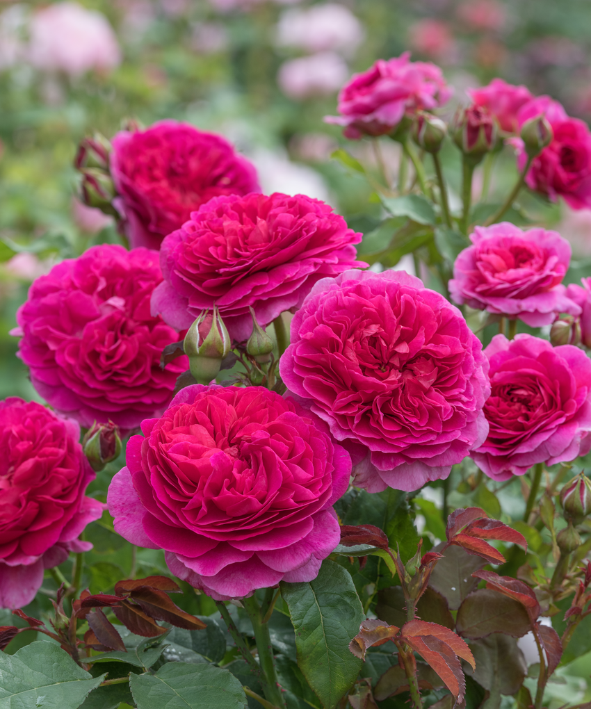 Why choose roses?