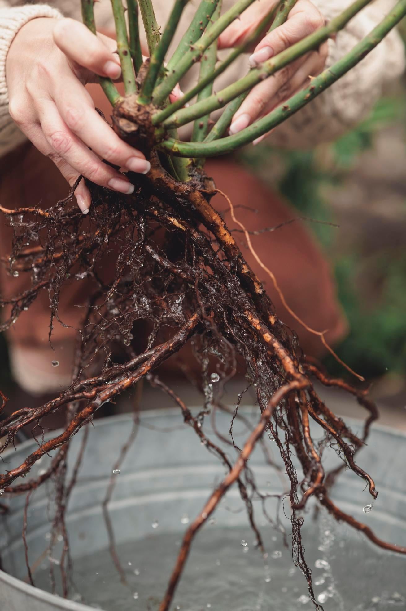 Close up shot of a bare root rose in a bucket of water