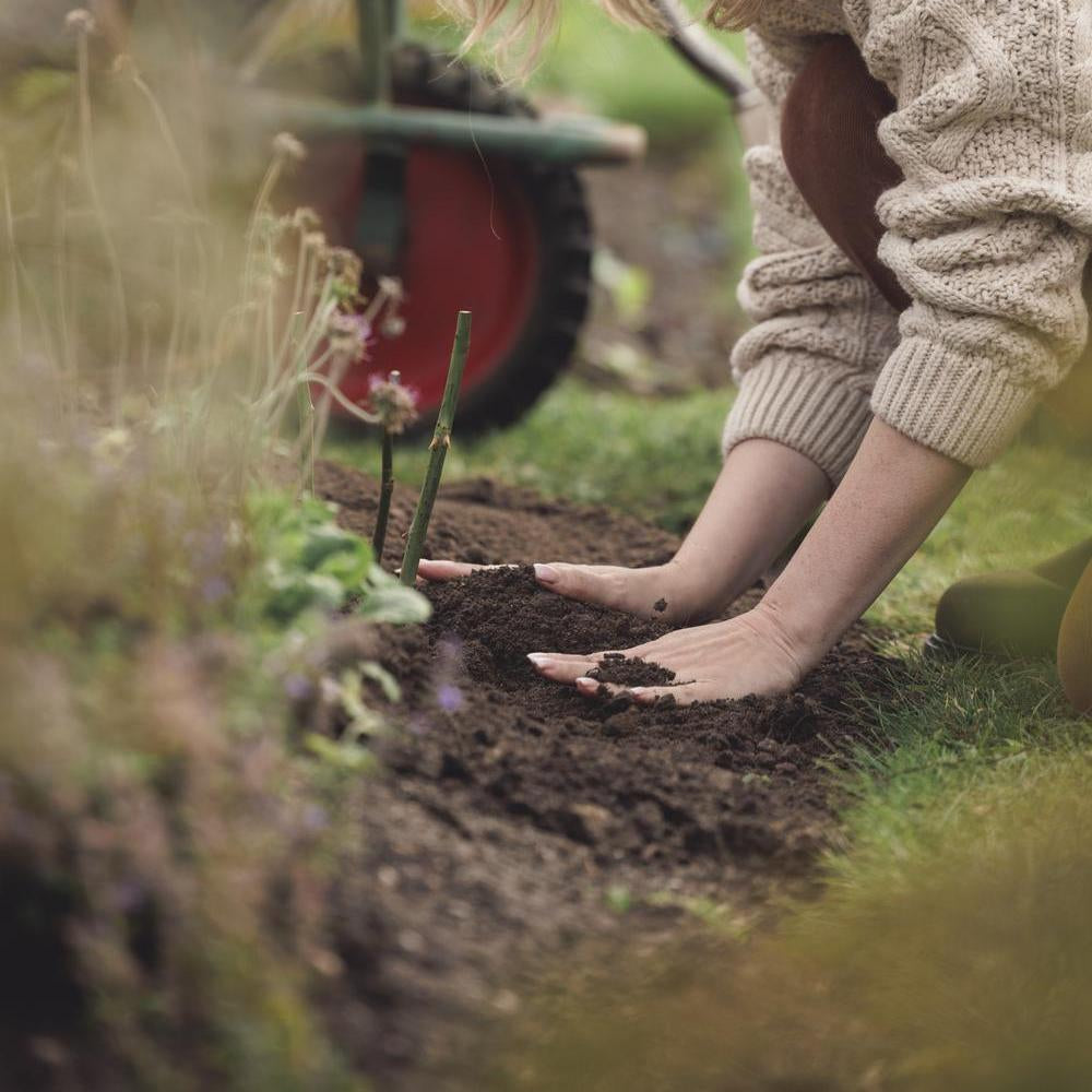 Woman with her hands in soil around a bare root rose