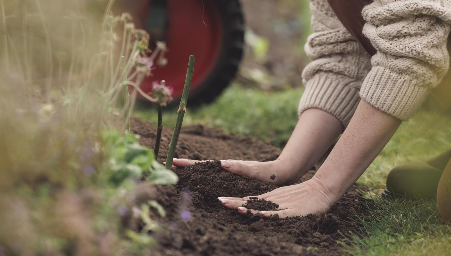Woman with her hands in soil around a bare root rose
