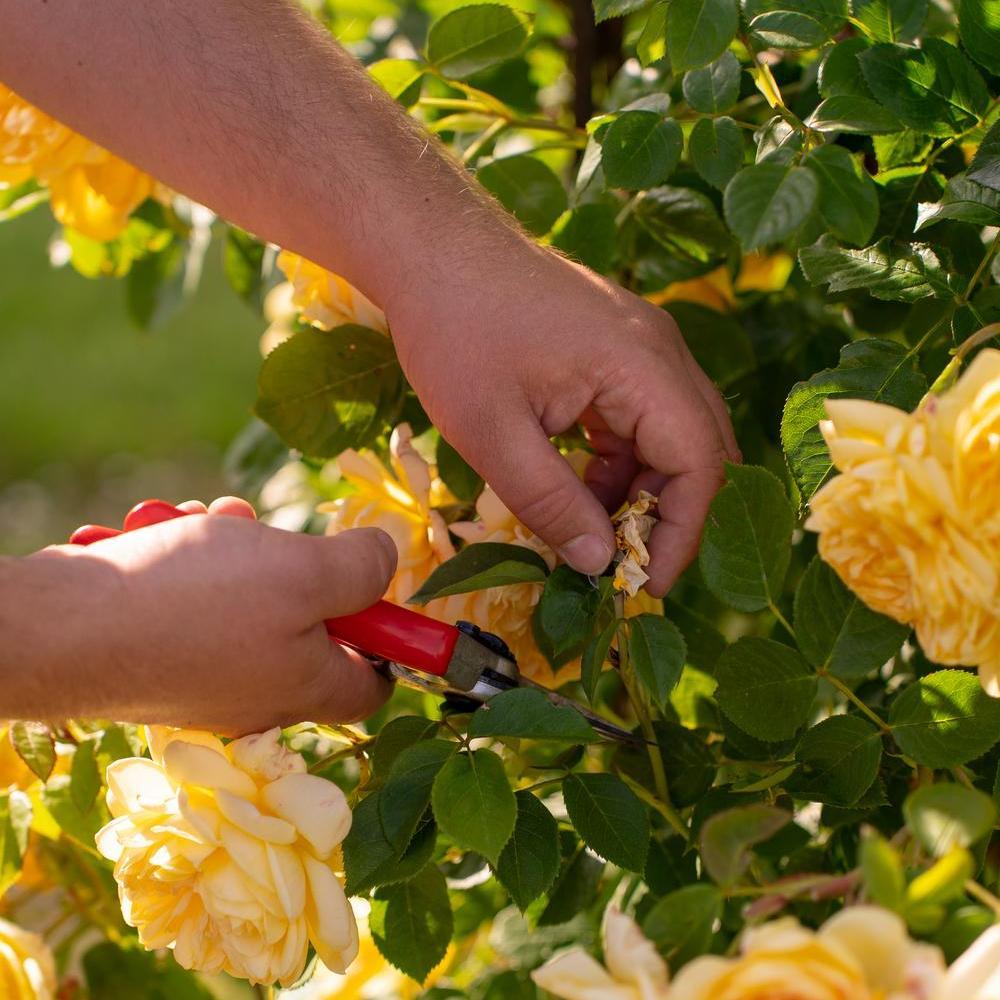 Person deadheading a yellow David Austin rose