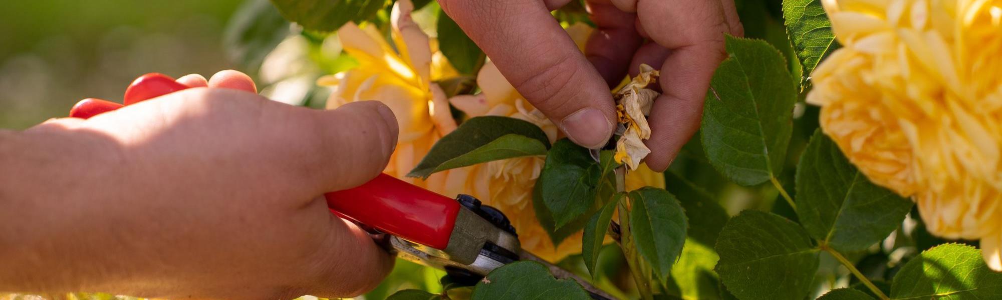 Person deadheading a yellow David Austin rose