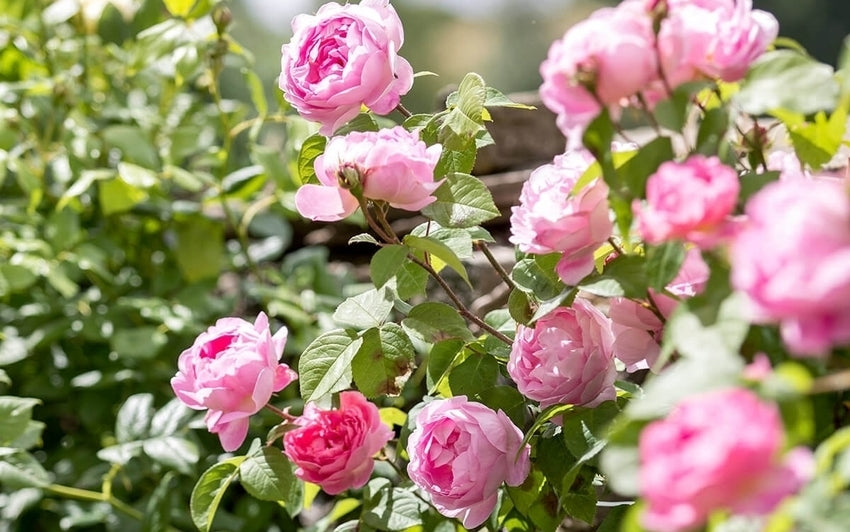Constance Spry pink rose bred by David Austin