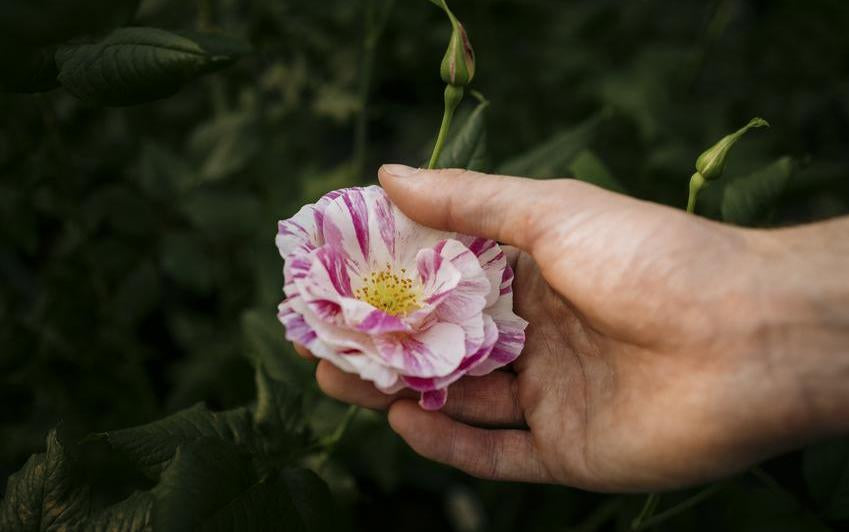 The King's Rose (Ausa27a16): A New Chapter in the Garden | David
