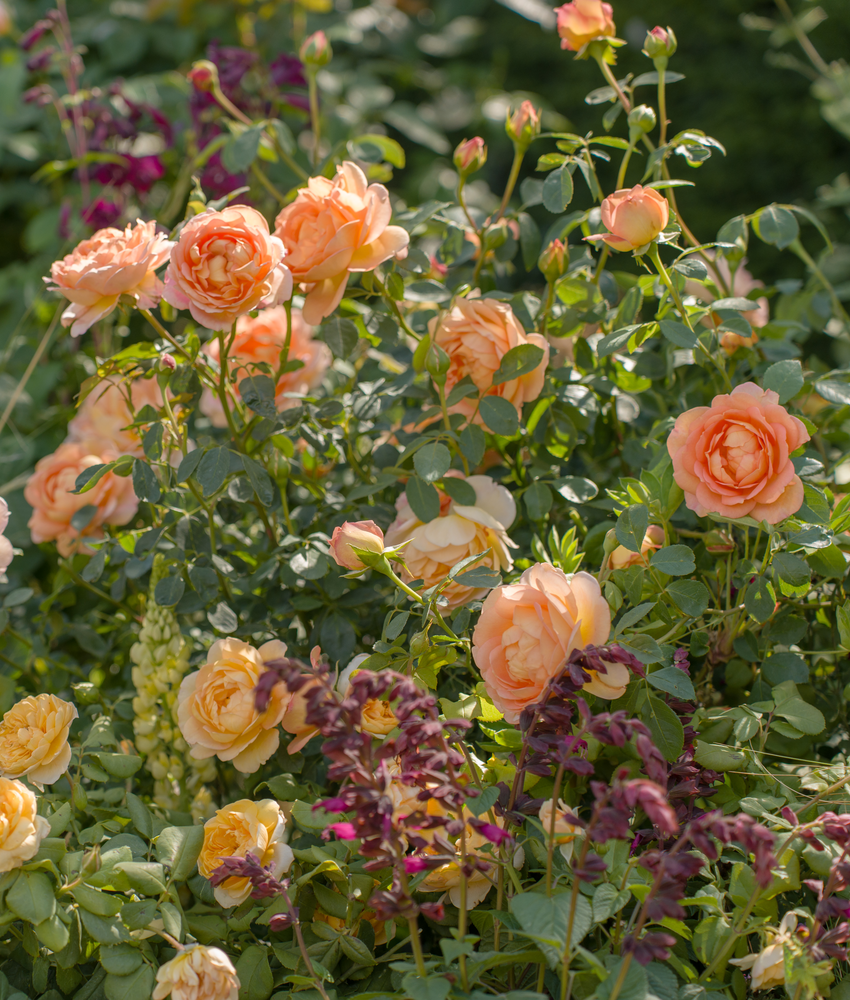 A close-up garden scene showing clusters of apricot Lady of Shalott roses with green leaves and stems in natural, dappled sunlight. A deep purple companion plant spire can be seen in the background.