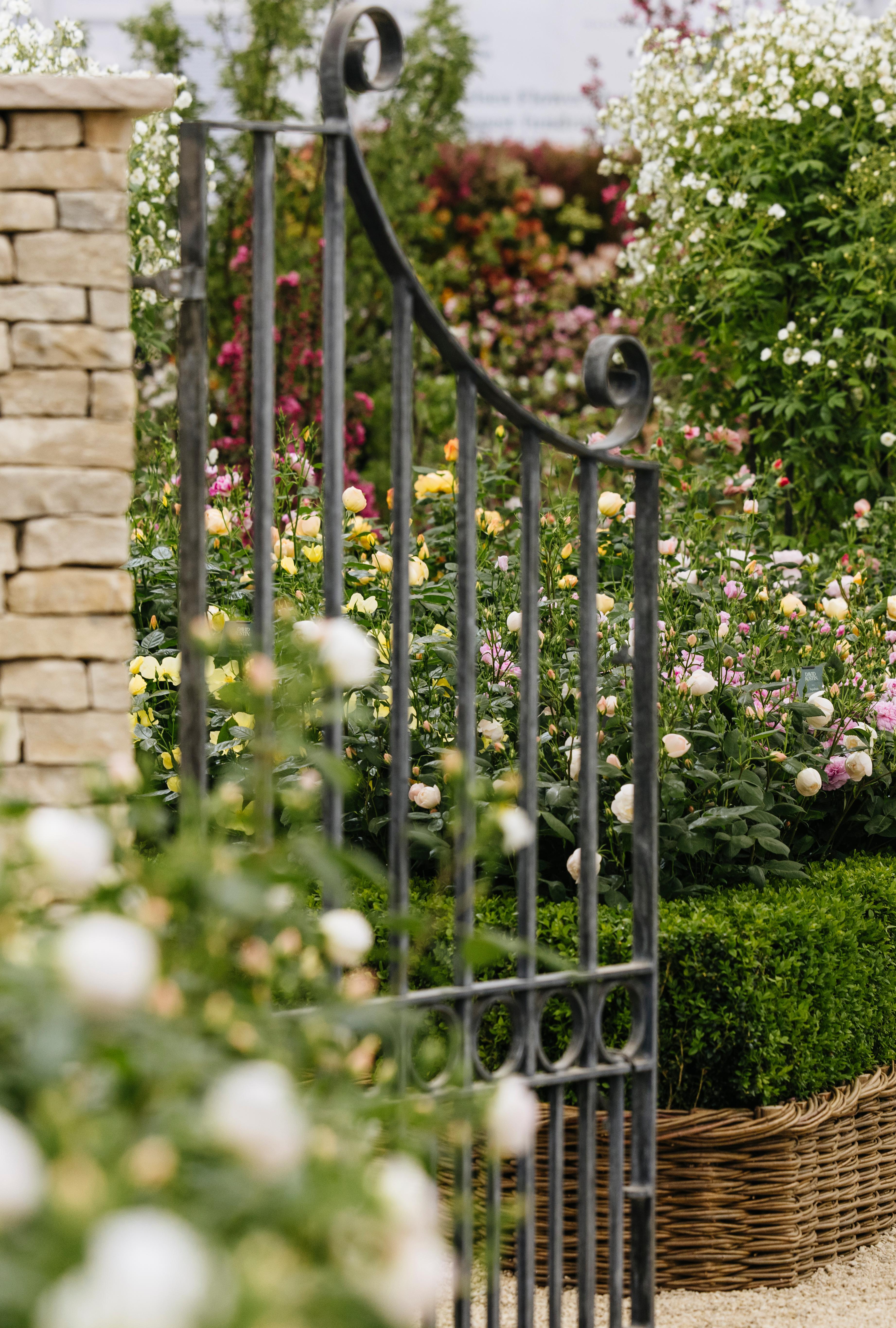 The Cotswold Garden at Chelsea | David Austin