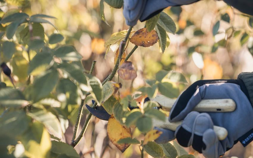 Close up of a person pruning a rose