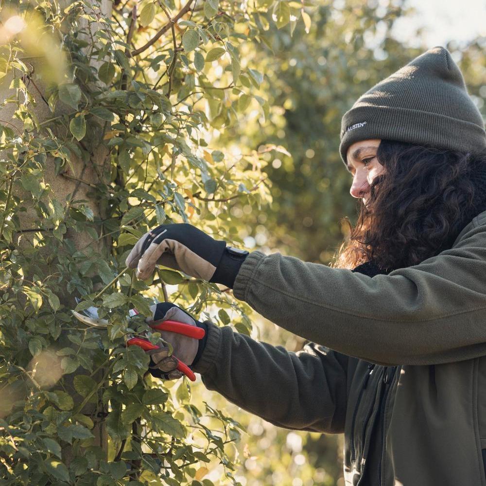 Woman pruning a rose at David Austin roses