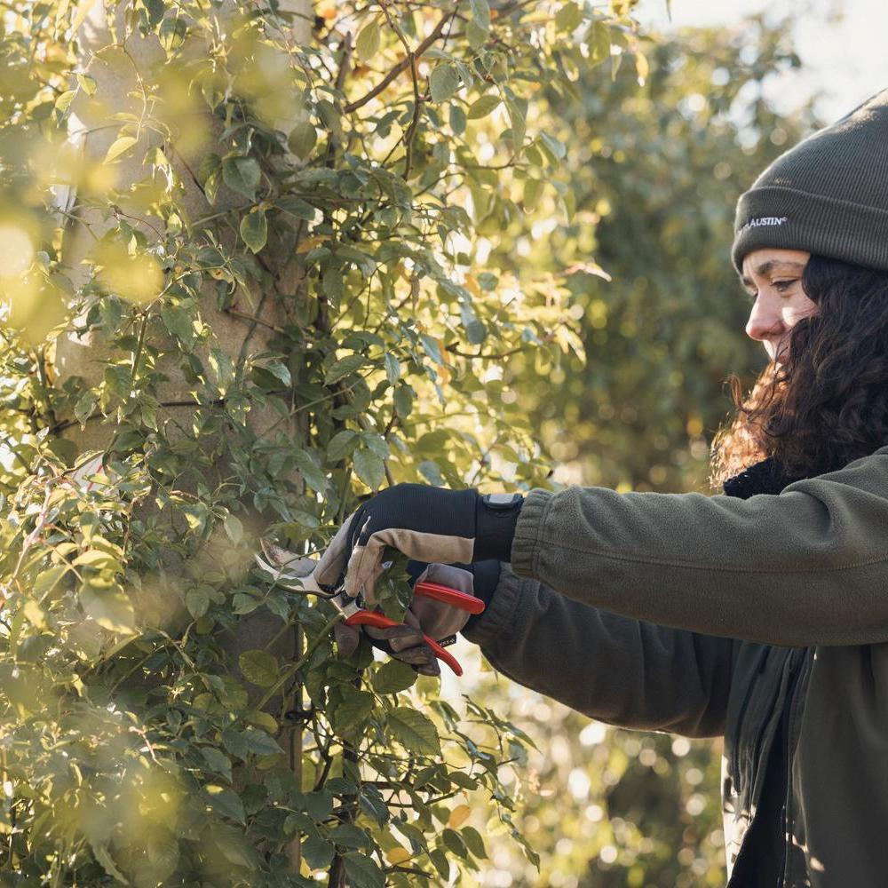 How to Prune Climbing and Rambling Roses | David Austin
