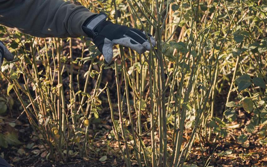 Person showing the height a rose should be pruned to