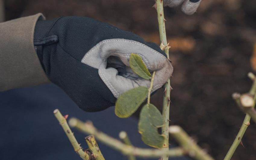 Person removing foliage from English rose