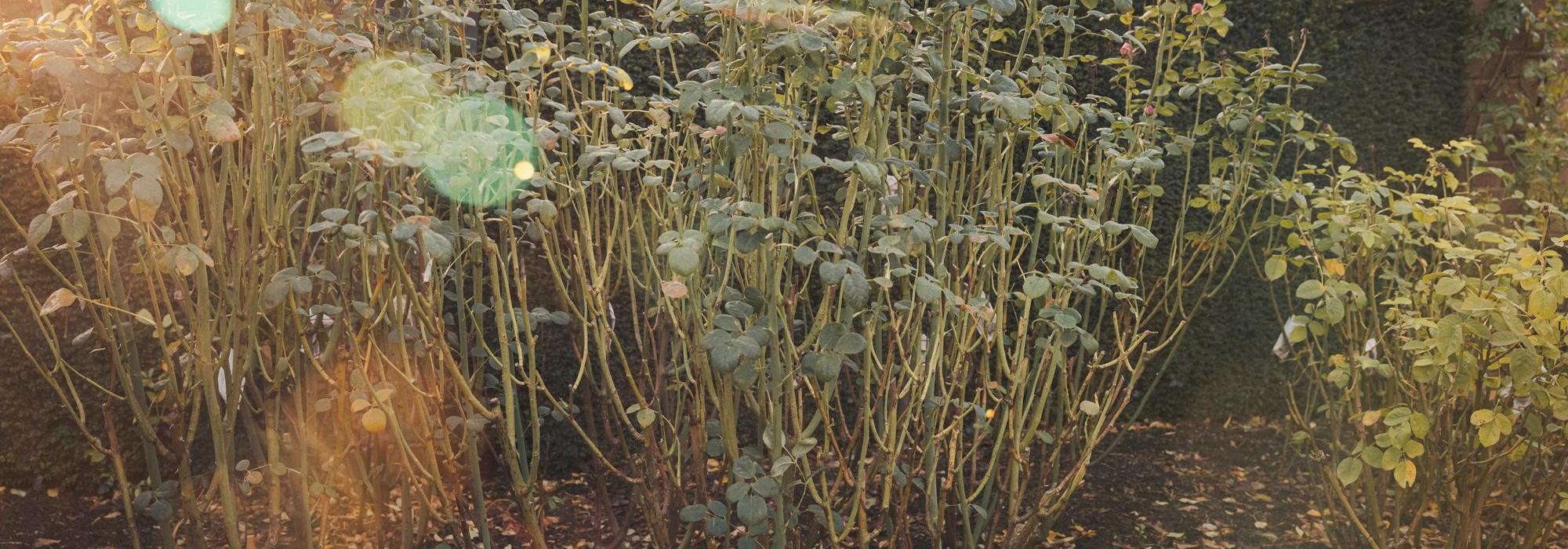 Wide shot of a established shrub rose in a border about to be pruned