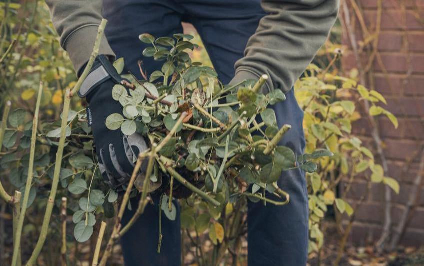 Person gathering old pruned stems from a English rose