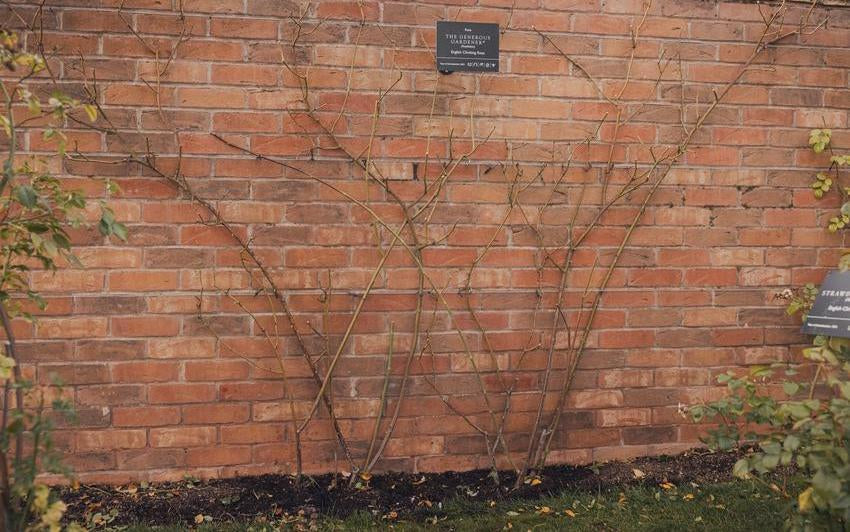 A prune climbing rose against a wall