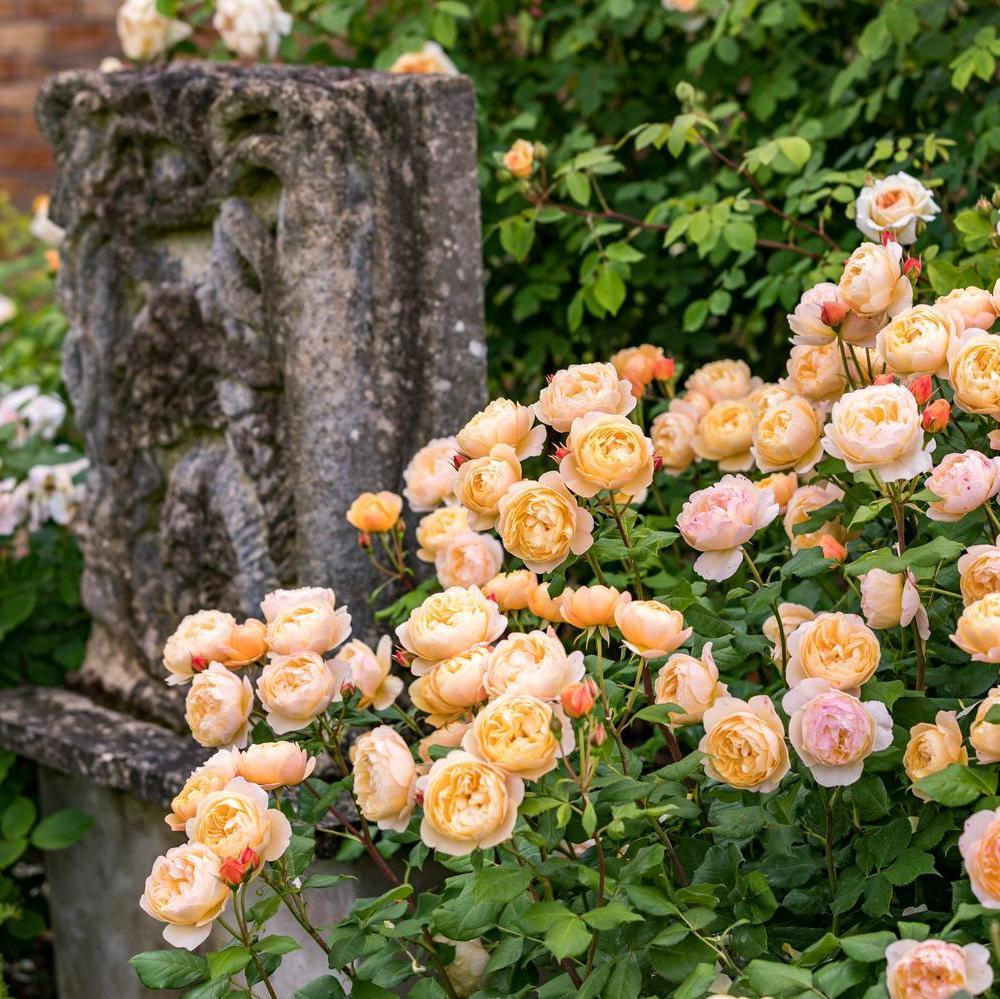Roald_Dahl English shrub rose bred by David Austin