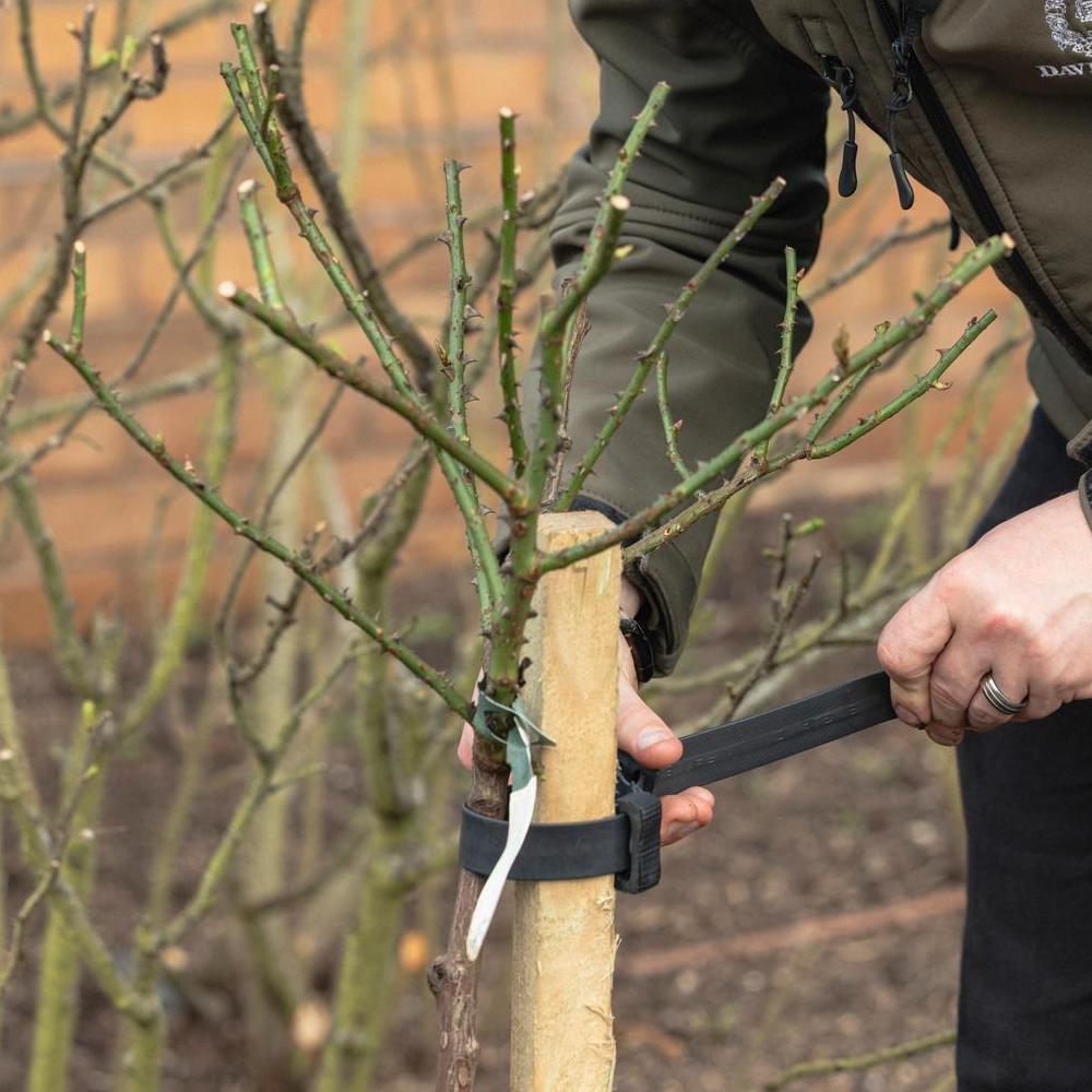 How to Plant Bare Root Standard Roses: Step-by-Step