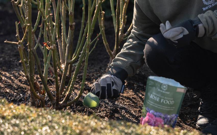 Person using David Austin rose food to feed rose