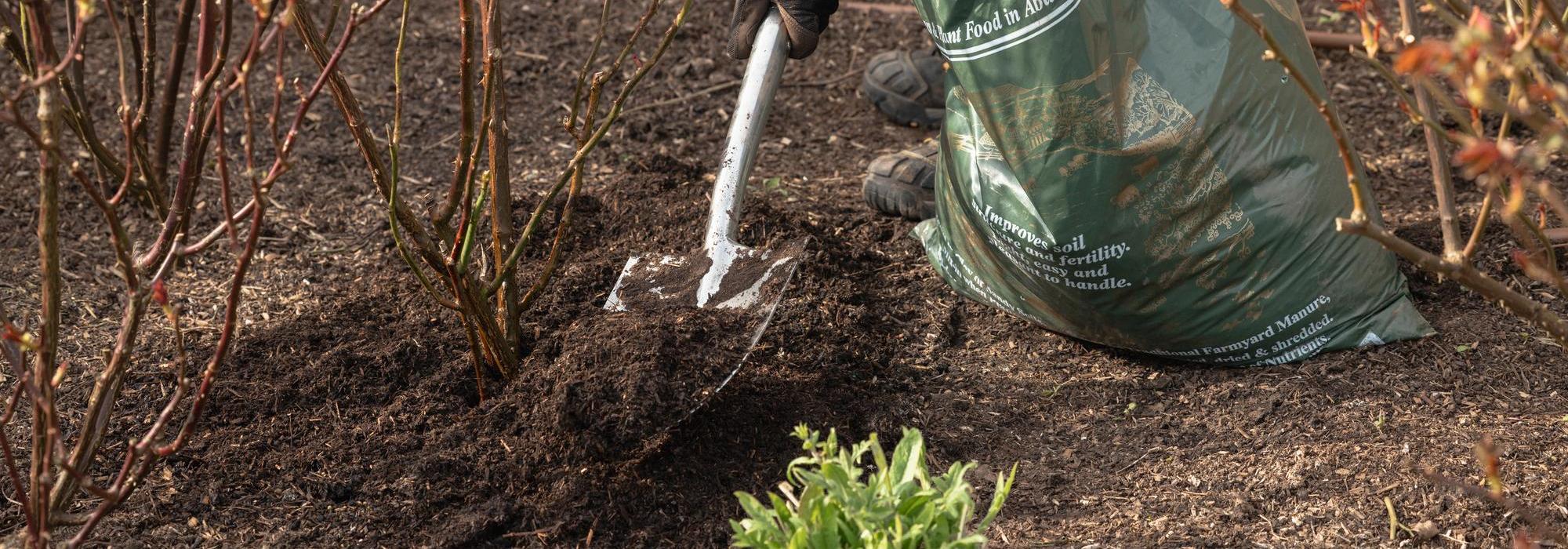 Person using a spade to mulch a rose