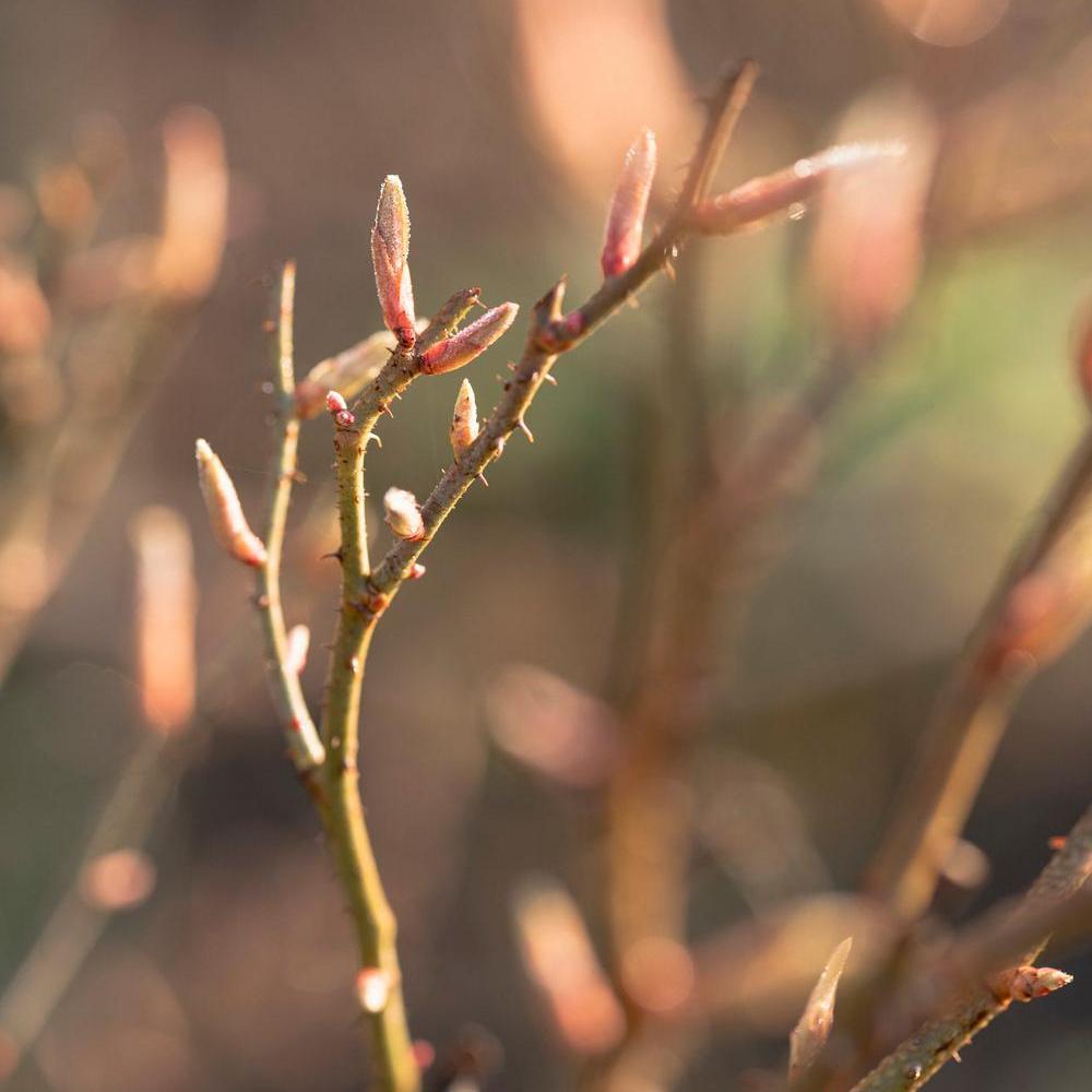 red Spring_Shoot_NewGrowth David Austin rose