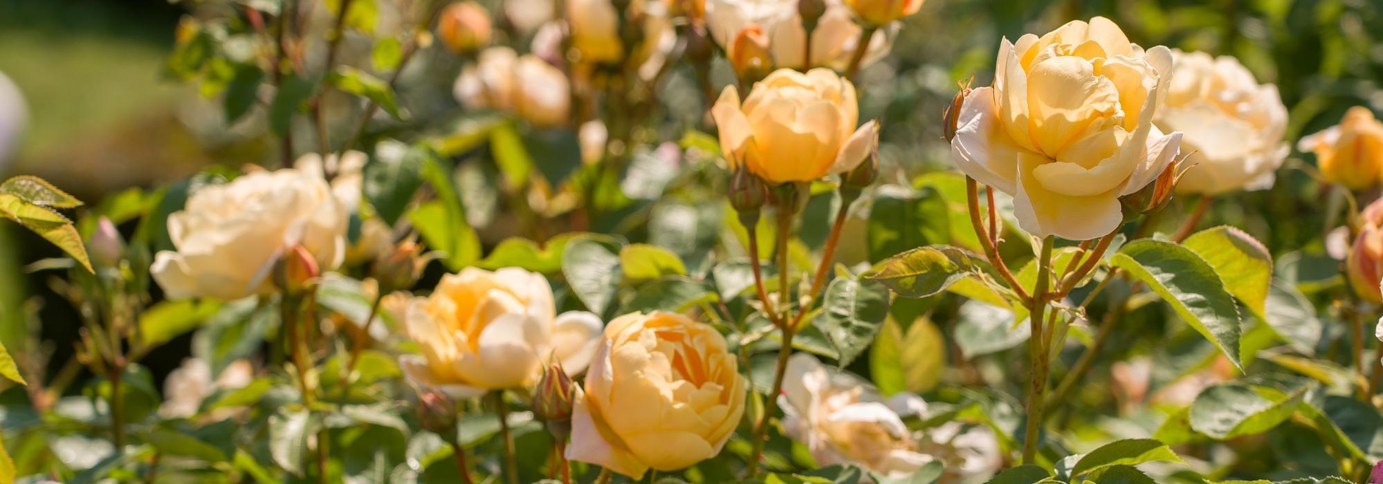 Dannahue apricot rose bred by David Austin