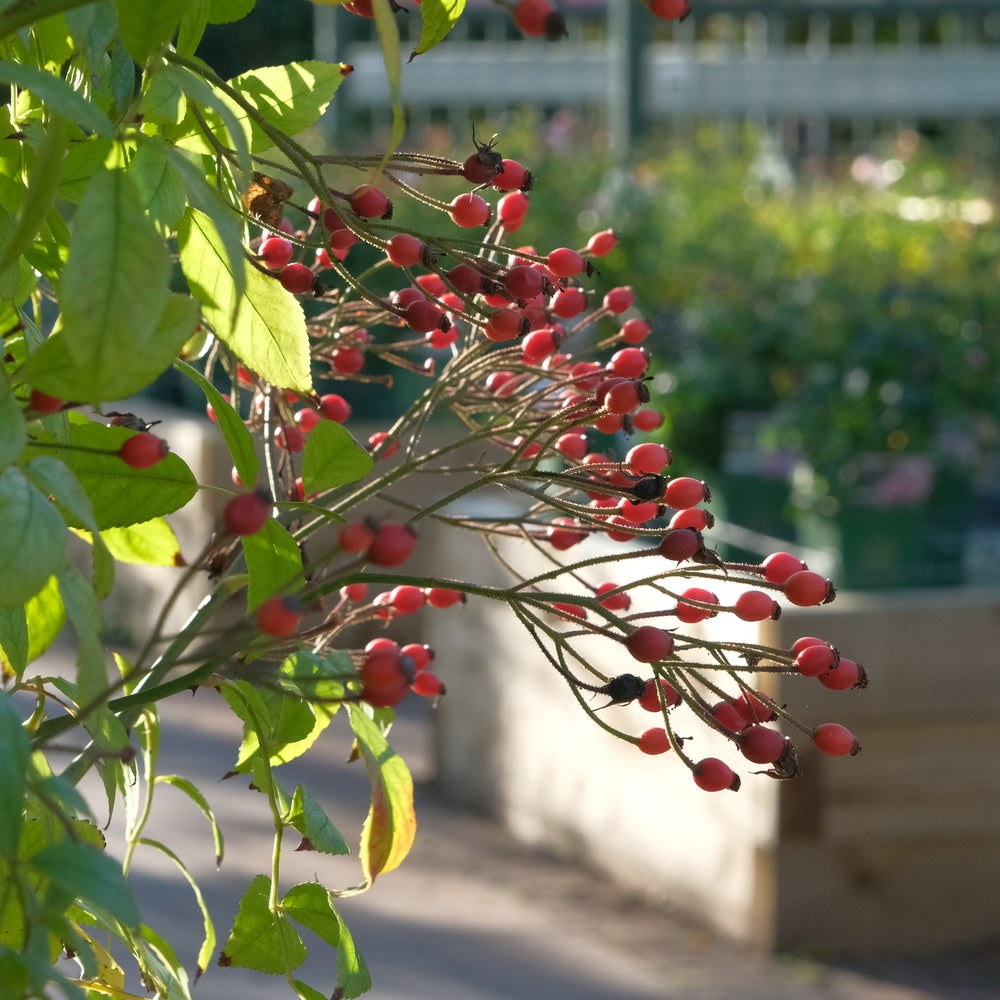 David C H Austin OBE