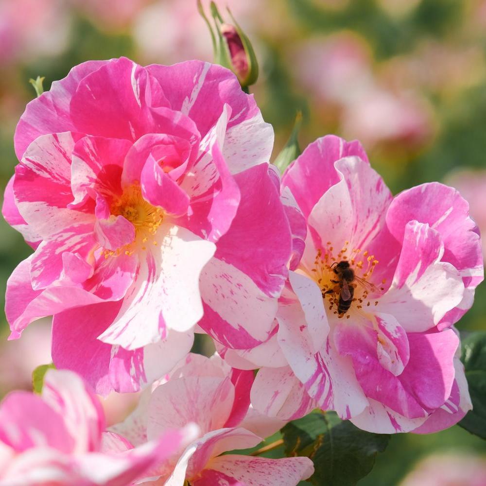 The King's Rose